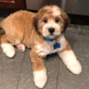 Meet your Posher, Sasha